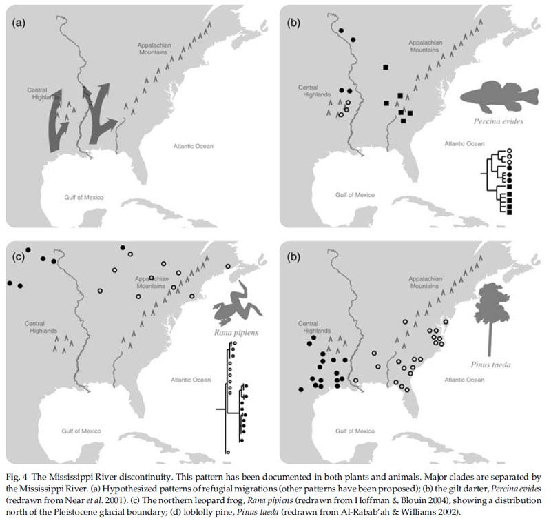 Fig 4, Soltis et al.